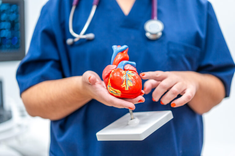 Cardiologist holding a plastic heart shape model