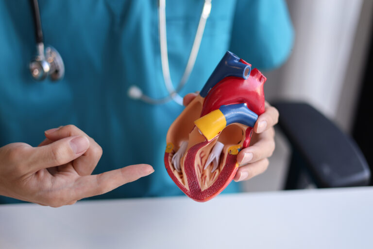Doctor using heart model to explain blood flows direction